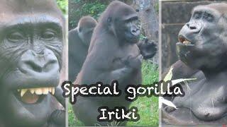 金剛Iriki的特別紀錄Special gorilla Iriki collection