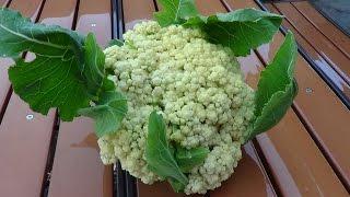 Harvesting Cauliflower | Picking First Cauliflower of the Season