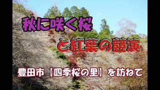 秋にも咲く桜と紅葉の競演＠豊田市小原地区【四季桜の里】を訪ねて。　　　　　　　　　　　　　川見薬師寺にもお参りしました。