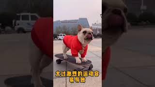 想养法国斗牛犬的朋友们可以来看看，法国斗牛犬的优缺点有那些吧