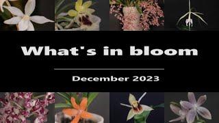 What's in Bloom - Orchids // December 2023