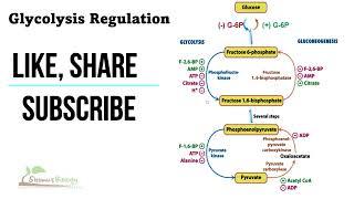 Regulation of glycolysis