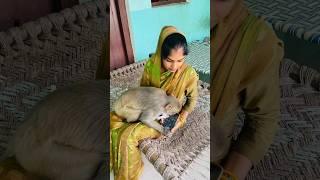 How babu watching mobile funny video #monkeyvideosforkids #monkey #monkeychallenge #funnyclip