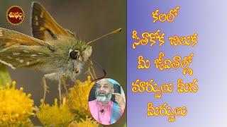 Butterfly Dream | Dream Of Butterfly | Kalalo Seetakoka Chiluka | Seetakoka Chiluka | Butterfly