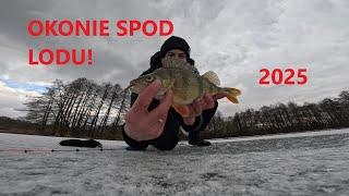 Okonie spod lodu. Pierwsze wejście na lód 2025!! #icefishing #okoń