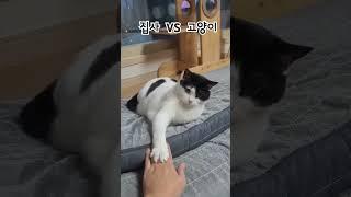 집사와 고양이의 대결
