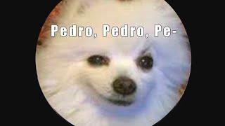 La canción de pedro | PEDRO Versión Perro