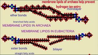 acidophiles