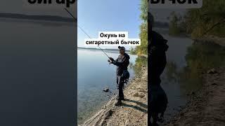 Буває так,що приманка не головне #fishing #fishingvideo #youtubeshorts #youtuber #рыбалка