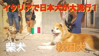 [Beloved Japanese dogs ️] Akita and Shiba Inu are loved in Italy 