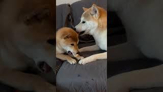 Shiba Eats his Sister! #doge #shibaaddict  #shibacommunity #shibalife #cute #shibenation