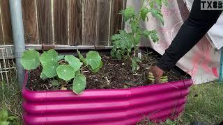 Garden Vlog Weed Eating Rocks + Clearing Space for Brassicas  #backyardgarden #fallgarden #tx8b