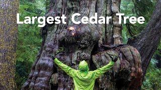 Silent Solo Hike to the Largest Cedar Tree in Oregon | Rockaway Cedar Preserve