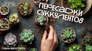 Способы пересадки суккулентов