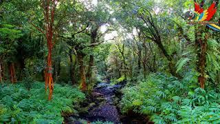 SONIDOS DE LA SELVA TROPICAL PURA NATURALEZA