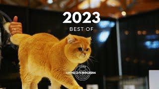 2023 Best Of Cat Judging | LCWW