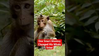 One Smart Monkey Changed His Whole Tribe #wildlife #monkey #animals #shorts #shortvideo