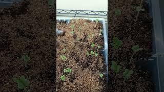 Indoor winter garden seedling update. 