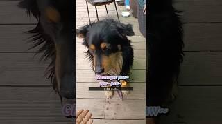 손줘봐!  얘는 손을 모르나봐 SueSue paw~~All you know is eating?  #dog life #dogshorts #shorts #강아지 #country