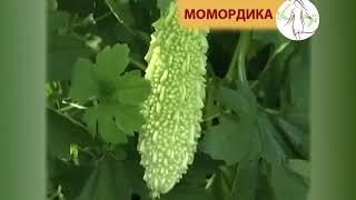 Момордика-растения, адаптированные к выращиванию в сибирских условиях (лекция Ю.А. Фотева)