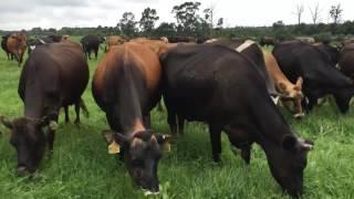 Milk cows grazing.