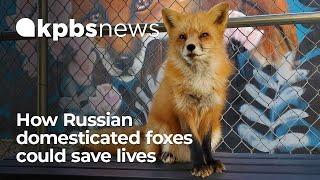 Outfoxing the wild: How Russian domesticated foxes could save lives