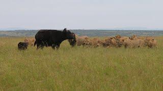 Lion pride vs buffalo herd protecting their calves (part 1)