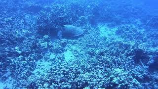 Sea Turtles relaxing in the Warm Water!