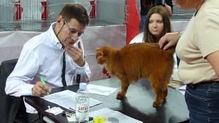 Somali Red on catshow - bribing the judge with charm :)