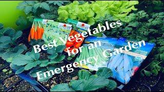 Top 12 Vegetables to Grow (During the Collapse of Western Civilization)