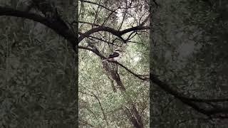 Kookaburra sits in the old gumtree! #shortvideo #birds #nature #walk #explore