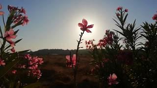 Stock footage : beautiful flowers@noon