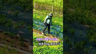 #땅콩#peanut