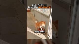 あんたどうするつもり？飼い主が聞くと柴犬が見せた対応