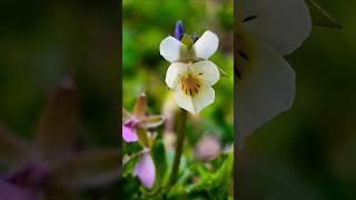 Field pansy, a species of Violets. #photography #shorts #macro #flowers #nature #N10MacroNature