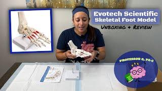 Evotech Scientific Skeletal Foot Model Unboxing & Review