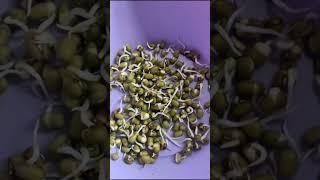 High protein sprouts salad 1#helthyfood#salad#fitness#london#cooking#fyp#shorts#sprouts#trend