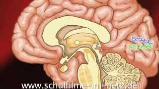 Gehirn - Schulfilm Biologie