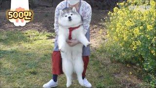 내겐 너무 가볍지않은 개 뚱스키 ㅣSiberian Fat-sky Dog Doesn't Know He's Fat LOL