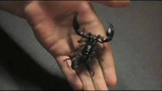 Heterometrus longimanus, The Asian Forest Scorpion