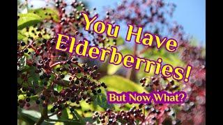 You Have Elderberries! Now What!? - 10 Recipes!