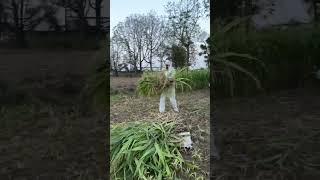 #haryana #haryanvi #shorts #shortsvideo #short #shortvideo #trending #viral #viralvideo #youtube