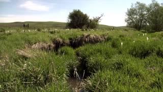 Restoring Riparian Habitat and Sustaining Farm Practices on the Palouse