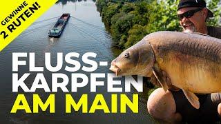 Das hat Frank NOCH NICHT erlebt! | Karpfenangeln am Main | Flusskarpfen + Gewinnspiel