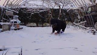 鹿児島県で雪⁉️遊ぶーwww