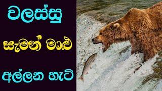 වලස්සු සැමන් මාළුන්ව අල්ලන අපූරු ක්‍රමය | Brown Bear Catches Salmon