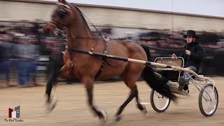 "MY CASEY" WORLD'S GRAND CHAMPION HORSE FEATURE FILM.