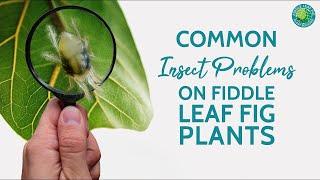 Common Insect Problems on Fiddle Leaf Fig Plants | Fiddle Leaf Fig Plant Resource Center
