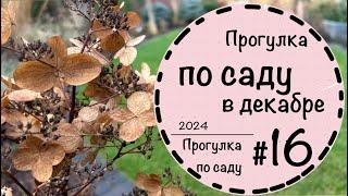 ️Прогулка по саду -16️Как выглядит сад в декабре?️Вечнозелёные растения️Кустарники зонтиком️