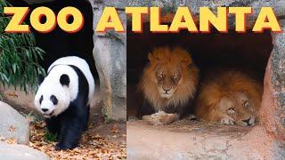 Zoo Atlanta Tour - Home of the Last Giant Pandas in America! Elephants, Lions + More in Georgia!